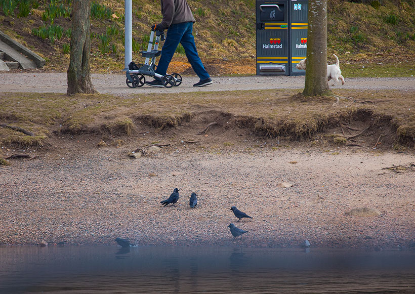 Bird watching in Halmstad