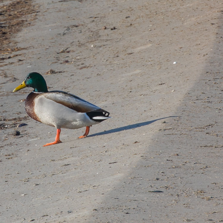 Bird watching at Vejbystrand
