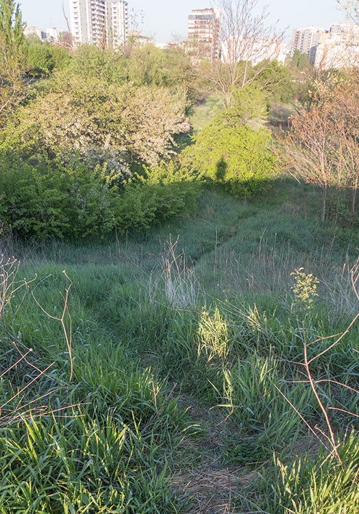 eBird hotspot: Parcul Natural Vacaresti