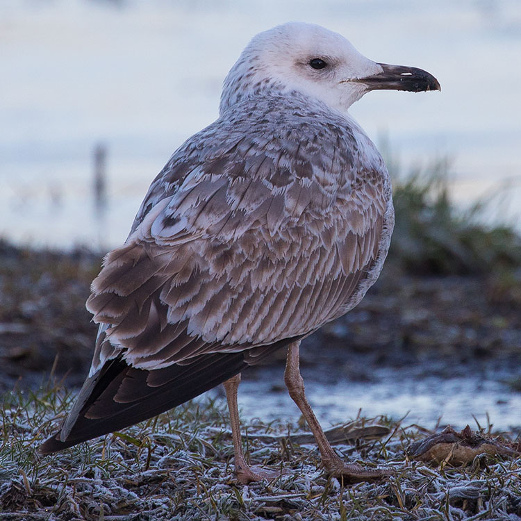 European Herring Gull, Larus argentatus, Gråtrut