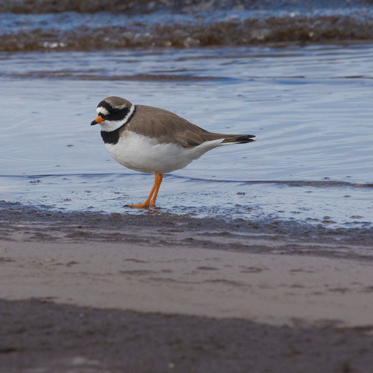 Bird watching on Skummeslövsstrand