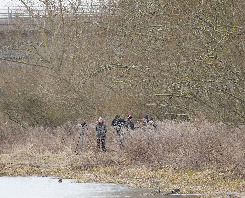 Bird watching at eBird hotspot: Lund--Reningsverksdammarna