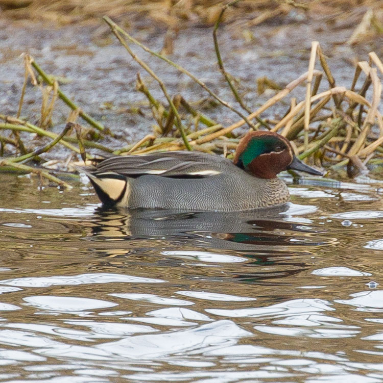 Eurasian Teal, Anas crecca, Common Teal, Eurasian Green-winged Teal