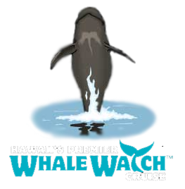 Aladdin's whale watching adventure with Star of Honolulu