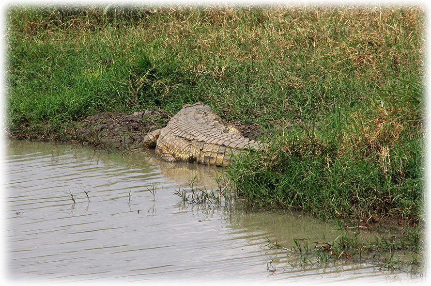 Aladdin's adventure with Authentic Tanzania Safaris in Mikumi National Park