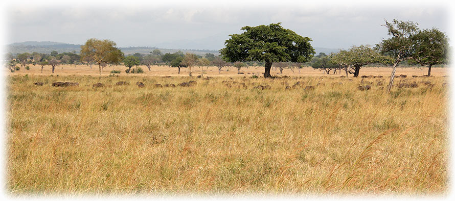 Aladdin's adventure with Authentic Tanzania Safaris in Mikumi National Park