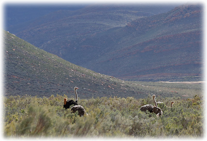 Aquila Game Reserve