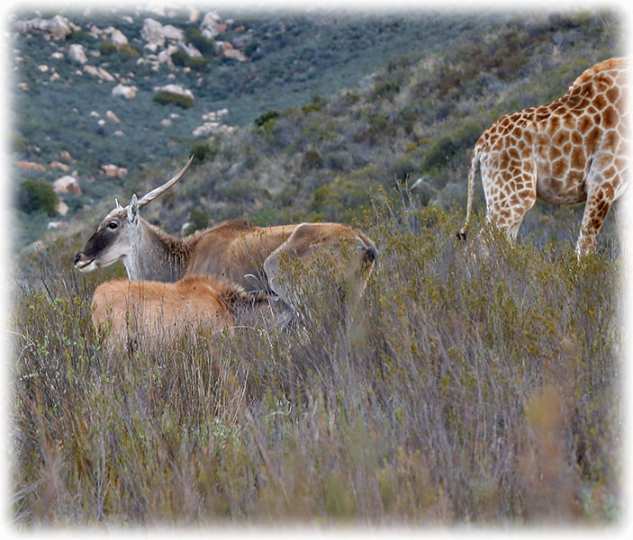 Aquila Game Reserve