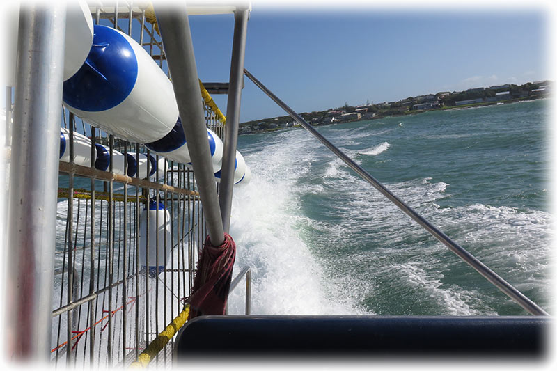 Cage diving with the Great White Shark in South Africa