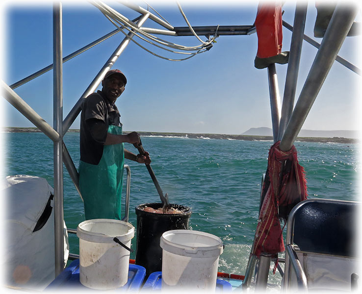 Cage diving with the Great White Shark in South Africa