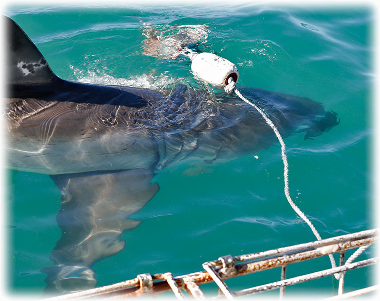 Cage diving with the Great White Shark in South Africa