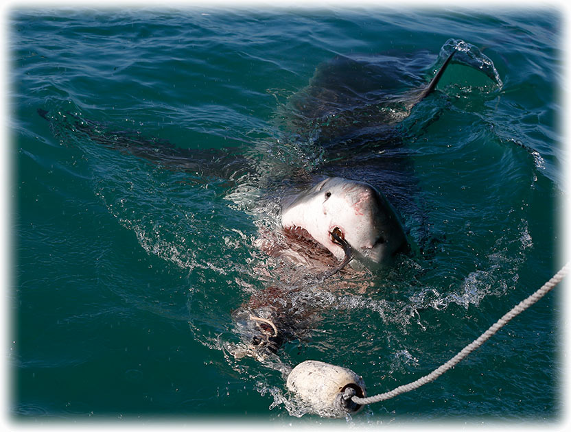 Cage diving with the Great White Shark in South Africa