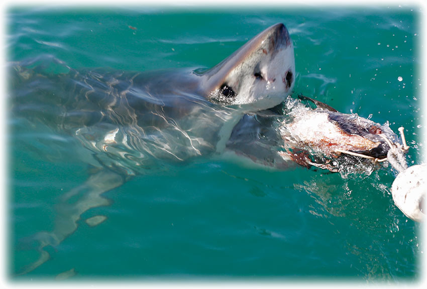 Cage diving with the Great White Shark in South Africa