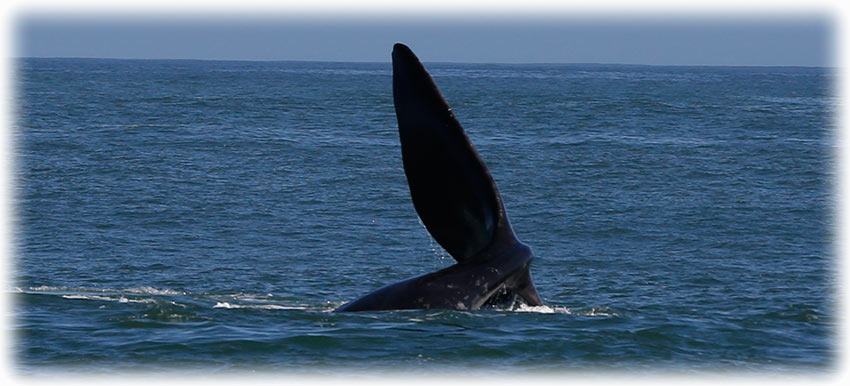 Whale watching with Southern Right Charters in Hermanus