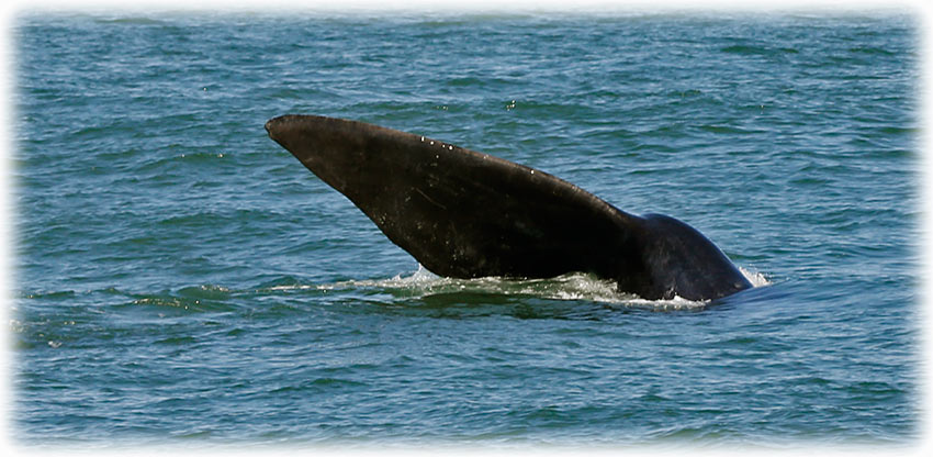 Whale watching with Southern Right Charters in Hermanus