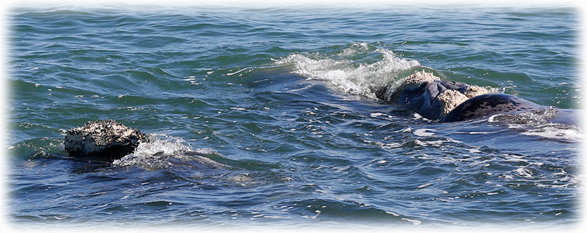 Whale watching with Southern Right Charters in Hermanus
