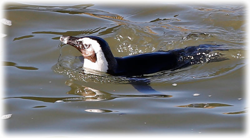 African Penguin at Stony Point Penguin Colony in Betty's Bay