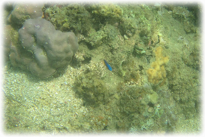 Snorkelling in Donsol