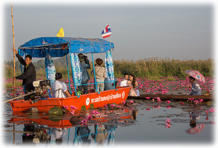 Red Lotus Sea/ ทะเลบัวแดง in Udon Thani