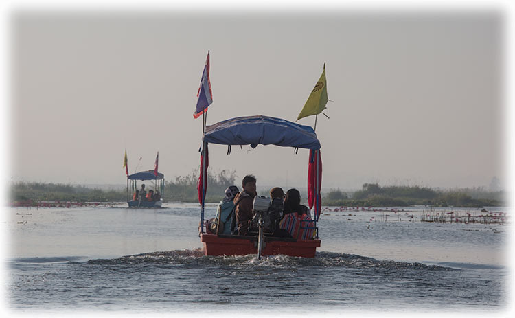 Red Lotus Sea/ ทะเลบัวแดง in Udon Thani