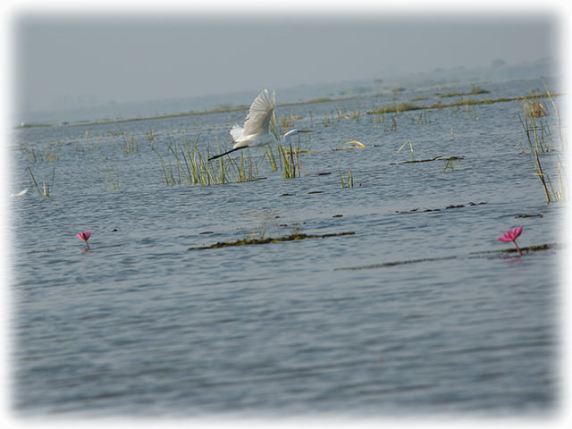 Red Lotus Sea/ ทะเลบัวแดง in Udon Thani