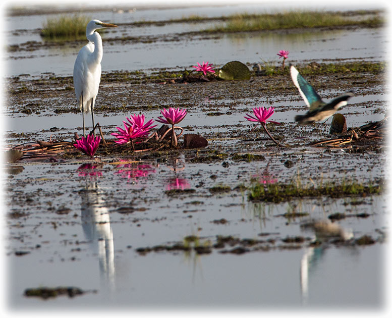 Red Lotus Sea/ ทะเลบัวแดง in Udon Thani