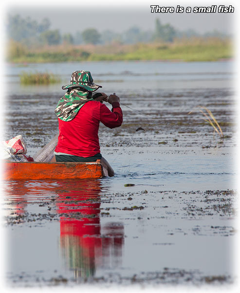 Red Lotus Sea/ ทะเลบัวแดง in Udon Thani