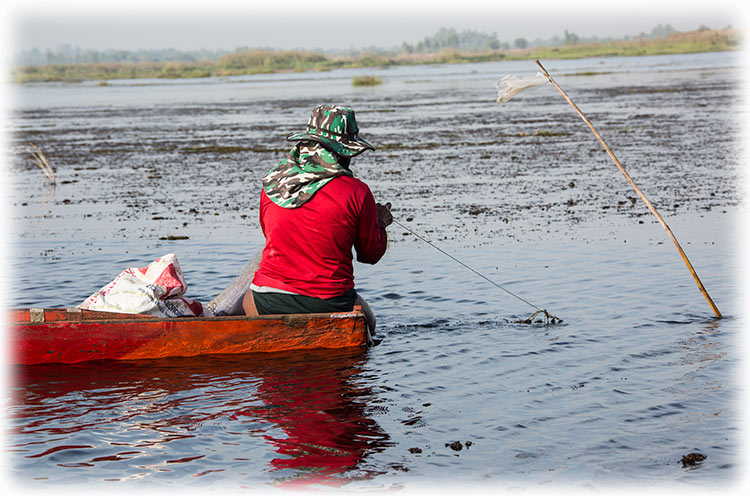 Red Lotus Sea/ ทะเลบัวแดง in Udon Thani