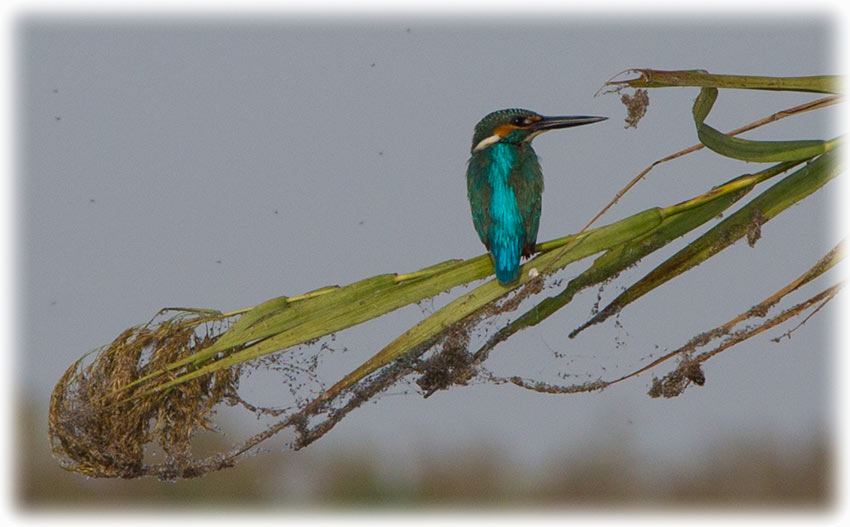 Common Kingfisher at Red Lotus Sea/ ทะเลบัวแดง in Udon Thani