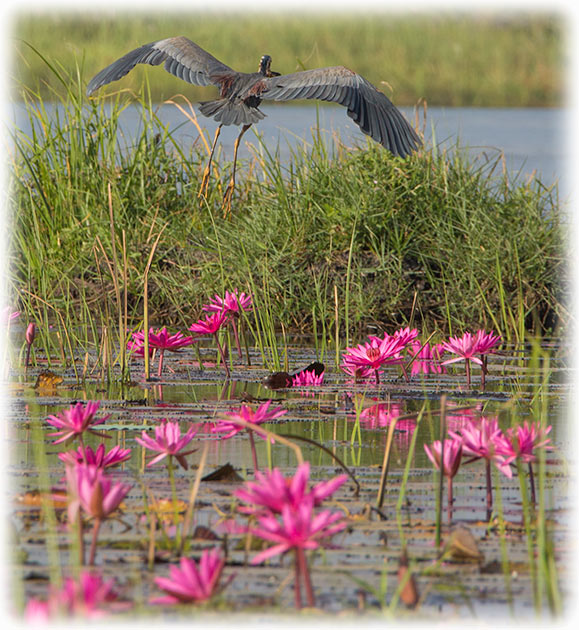 Purple Heron at Red Lotus Sea/ ทะเลบัวแดง in Udon Thani