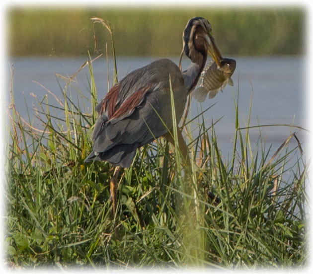 Purple Heron at Red Lotus Sea/ ทะเลบัวแดง in Udon Thani