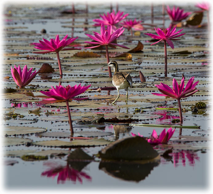 Pheasant-tailed Jacana at Red Lotus Sea/ ทะเลบัวแดง in Udon Thani