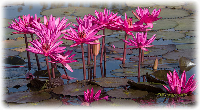 Red Lotus Sea/ ทะเลบัวแดง in Udon Thani