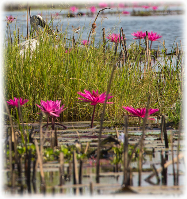 Red Lotus Sea/ ทะเลบัวแดง in Udon Thani