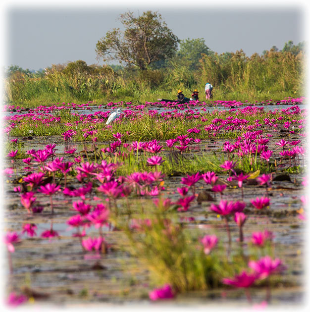 Red Lotus Sea/ ทะเลบัวแดง in Udon Thani