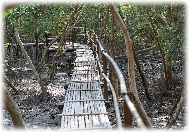 Bird watching/ birding at Mahachai Mangrove Research Station/ Ao Mahachai Mangrove Forest Natural Education Center, Thailand