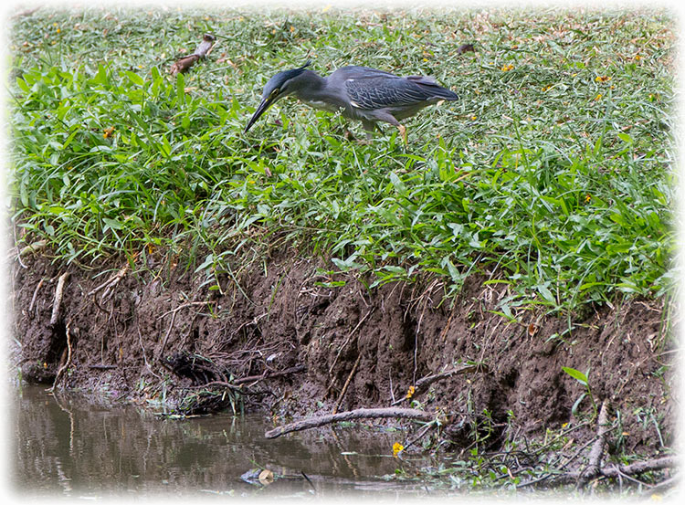 Striated Heron, Little heron, Butorides striata, นกยางเขียว