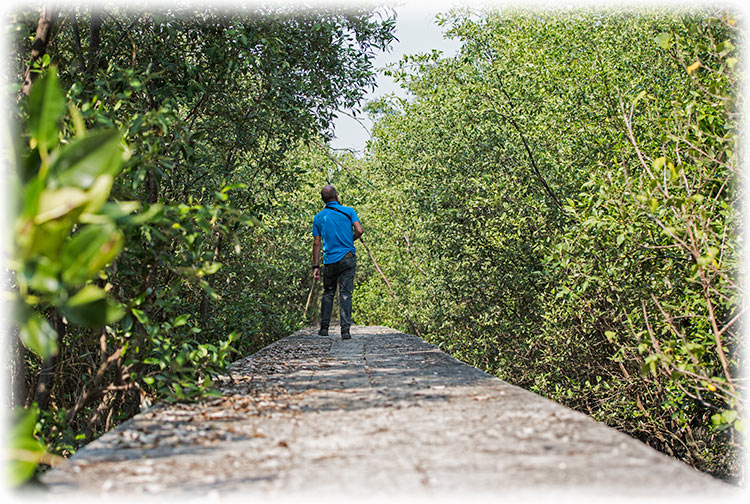 Bird watching/ birding at Mahachai Mangrove Research Station/ Ao Mahachai Mangrove Forest Natural Education Center, Thailand