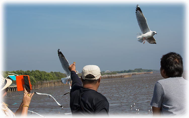 Birding/ Bird watching at Bang Pu, Bangkok, Thailand