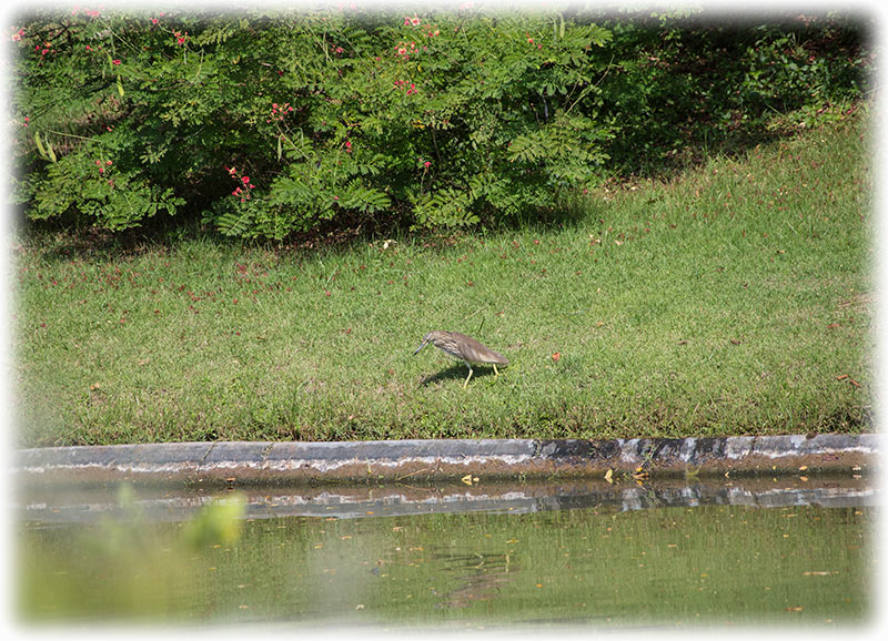 Bangkok Tourist Attraction Review: Birdwatching in Suan Rot Fai Park and Queen Sirikit Park in Bangkok, Thailand