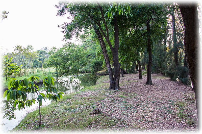 Bangkok Tourist Attraction Review: Birdwatching in Suan Rot Fai Park and Queen Sirikit Park in Bangkok, Thailand