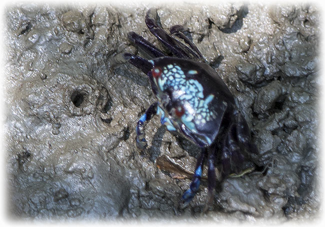 Fiddler crab in Thai mangrove