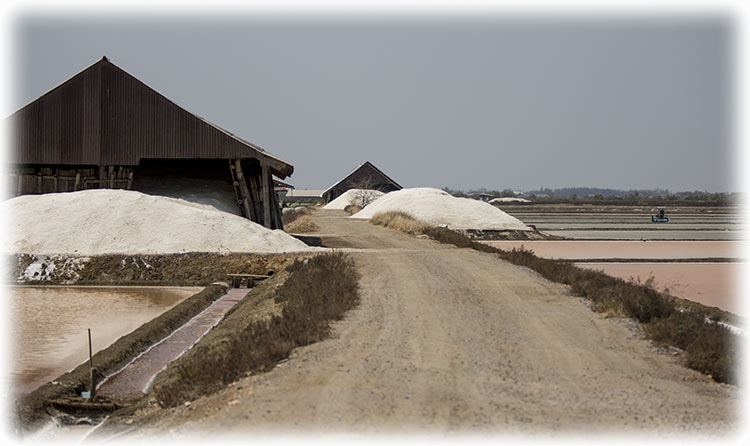 Birding at Laem Pak Bia Salt Pans