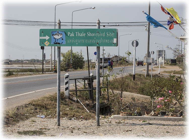 Birding/ Bird watching at Laem Pak Bia / Pak Thale, Phetchaburi, Thailand