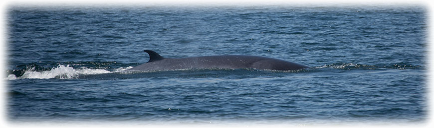 Whale watching in Thailand - Bryde's Whale