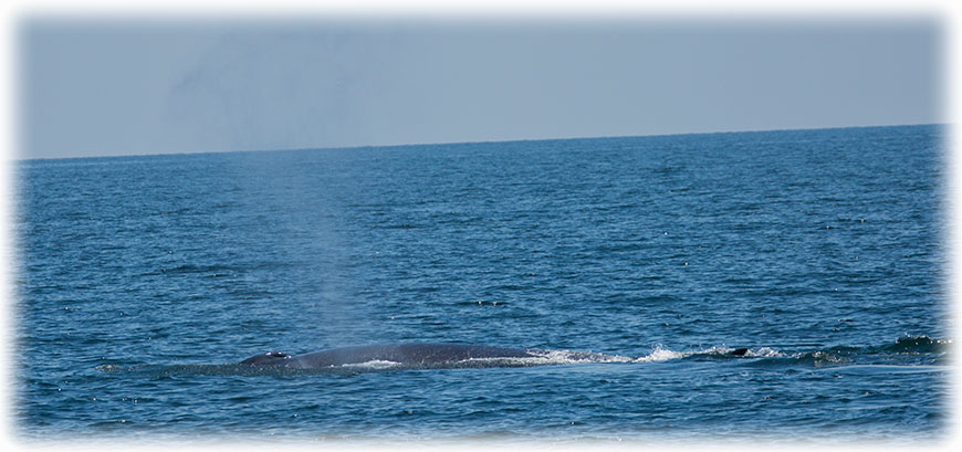 Whale watching in Thailand - Bryde's Whale