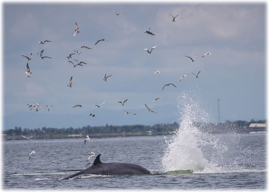 Whale watching in Gulf of Thailand - Bryde's Whale