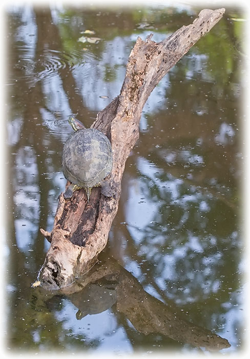 Birding/ Bird watching in Suan Rot Fai, Bangkok - Turtle