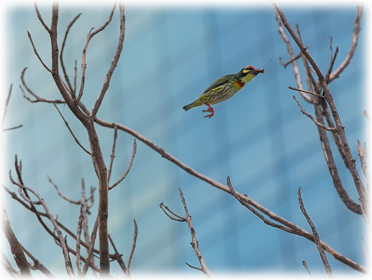 Coppersmith Barbet, Psilopogon haemacephalus, นกตีทอง
