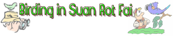 Birding/ Bird watching in Suan Rot Fai, Bangkok